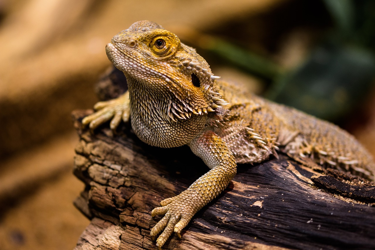 lizard, reptile, dragon-1522253.jpg